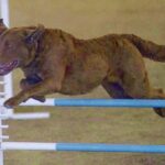 Chesapeake Bay Retriever