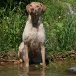 Chesapeake Bay Retriever