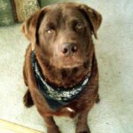Chesapeake Bay Retriever