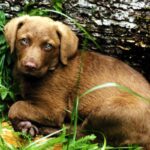 Chesapeake Bay Retriever