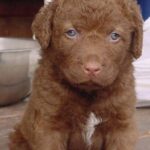 Chesapeake Bay Retriever