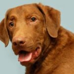 Chesapeake Bay Retriever