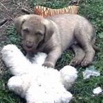 Chesapeake Bay Retriever
