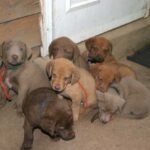 Chesapeake Bay Retriever