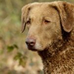 Chesapeake Bay Retriever
