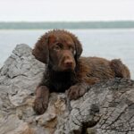 Chesapeake Bay Retriever