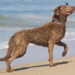 Chesapeake Bay Retriever