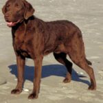 Chesapeake Bay Retriever