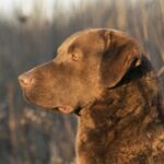 Chesapeake Bay Retriever