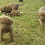 Chesapeake Bay Retriever