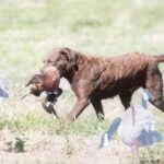 Chesapeake Bay Retriever