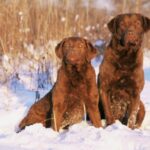 Chesapeake Bay Retriever
