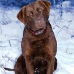 Chesapeake Bay Retriever