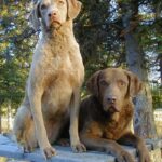 Chesapeake Bay Retriever