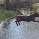 Chesapeake Bay Retriever