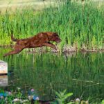 Chesapeake Bay Retriever