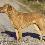 Chesapeake Bay Retriever