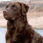 Chesapeake Bay Retriever