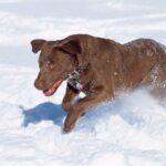 Chesapeake Bay Retriever
