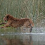 Chesapeake Bay Retriever