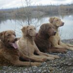Chesapeake Bay Retriever