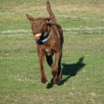 Chesapeake Bay Retriever