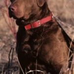 Chesapeake Bay Retriever