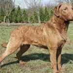 Chesapeake Bay Retriever