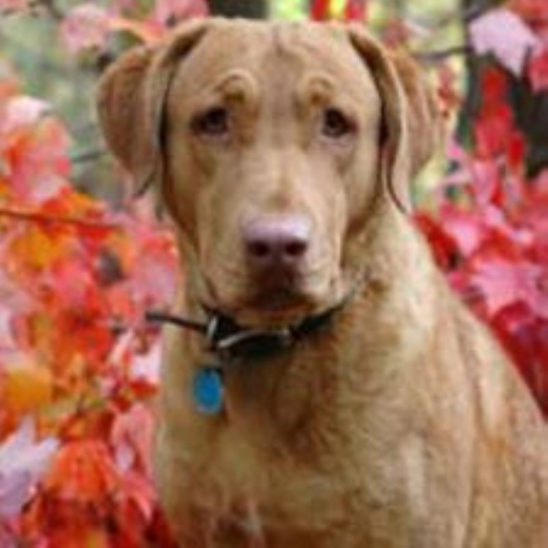 Chesapeake Bay Retriever