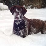 Chesapeake Bay Retriever