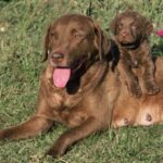 Chesapeake Bay Retriever
