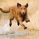 Chesapeake Bay Retriever
