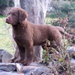 Chesapeake Bay Retriever