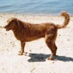 Chesapeake Bay Retriever