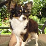 Chihuahua
