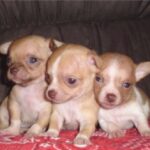 Chihuahua