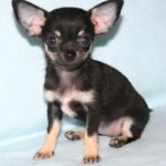 Kommer fra Kennel Terrichi