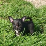 Kommer fra Kennel Terrichi