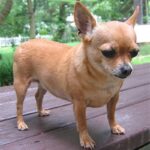 Chihuahua