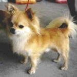 Chihuahua