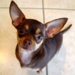 Chihuahua