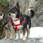 Kommer fra Kennel Terrichi