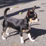 Chihuahua
