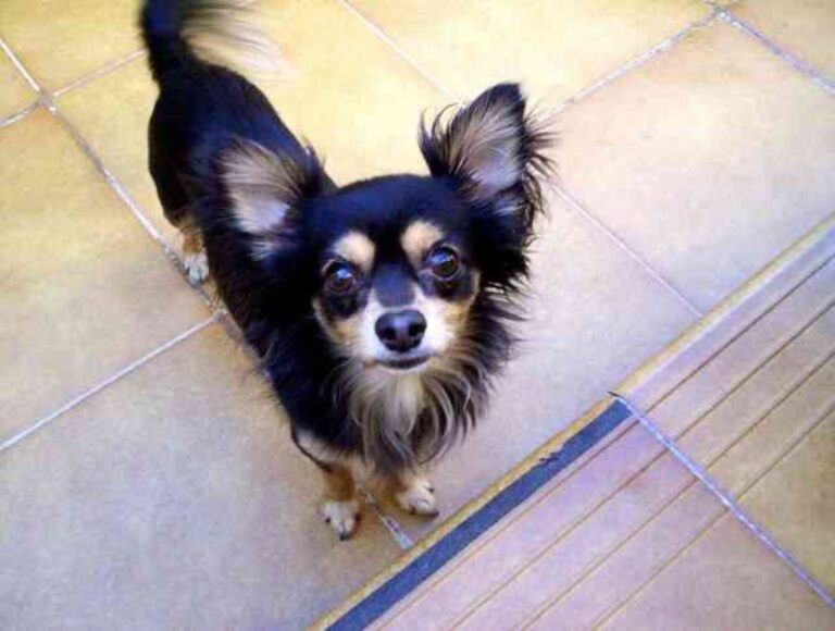 Chihuahua