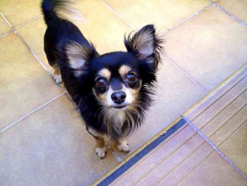 Chihuahua