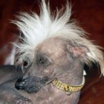 Chinese Crested