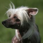 Chinese Crested