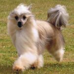 Chinese Crested