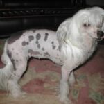 Chinese Crested