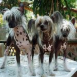 Chinese Crested